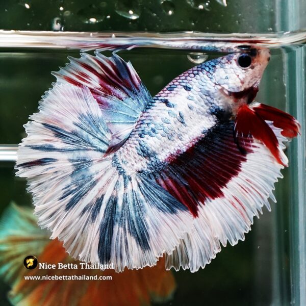 Betta Fish Prince of Mist Frost Mascot Hawk OHM - Image 6
