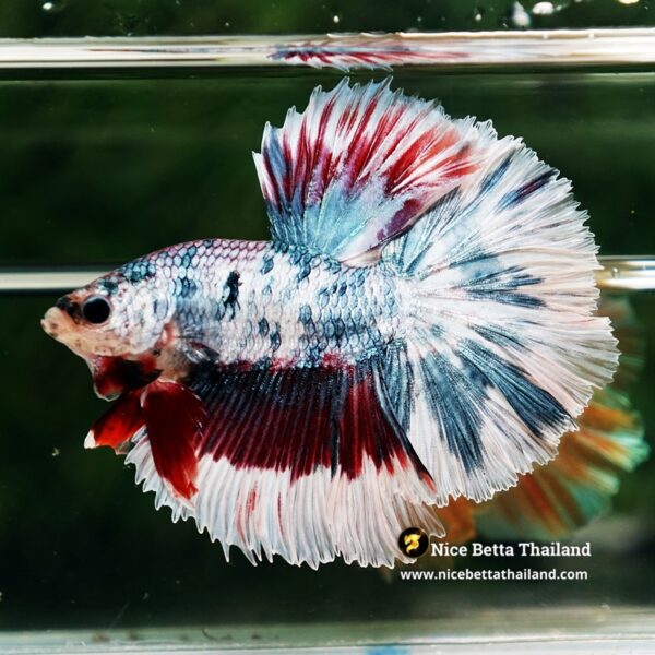 Betta Fish Prince of Mist Frost Mascot Hawk OHM - Image 3