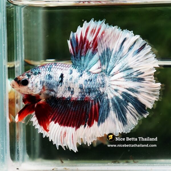 Betta Fish Prince of Mist Frost Mascot Hawk OHM - Image 5