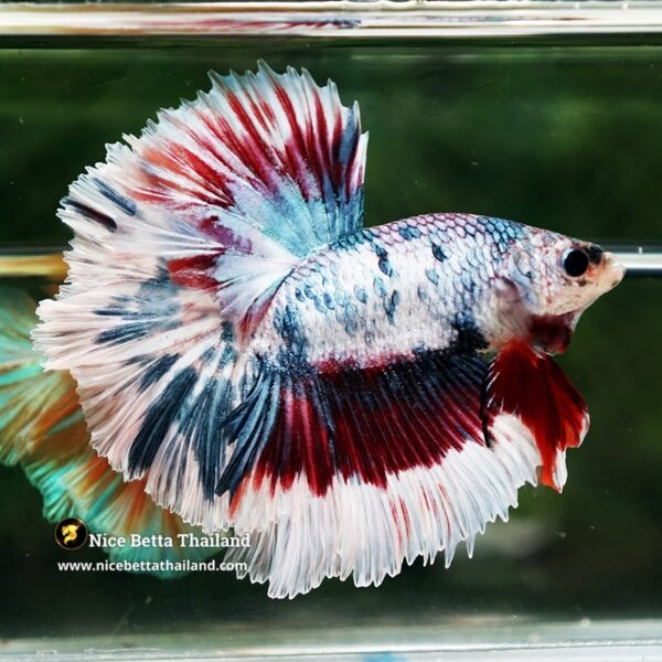 Betta Fish Prince of Mist Frost Mascot Hawk OHM - Image 4