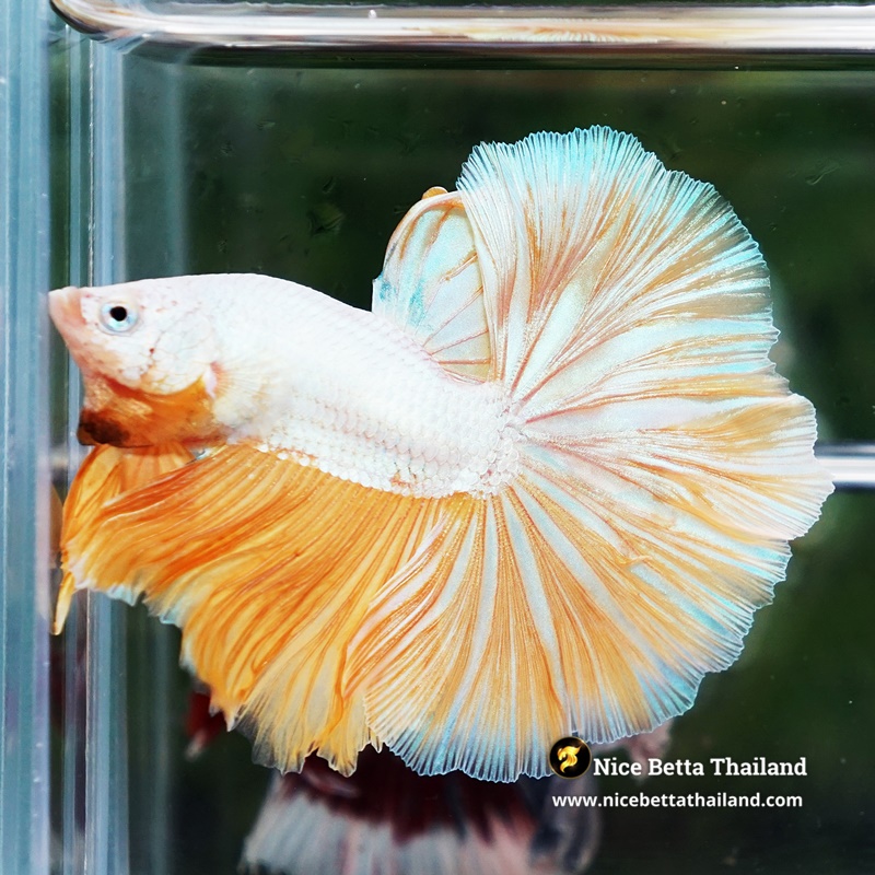Betta Fish Dewdrop Gold Dragon OHM