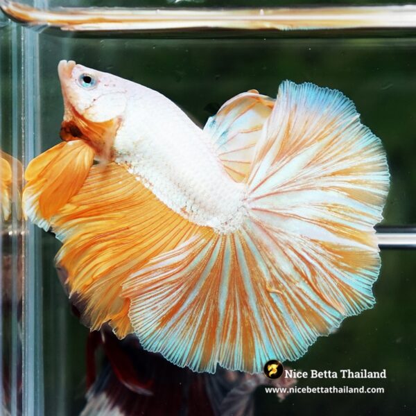 Betta Fish Dewdrop Gold Dragon OHM - Image 6