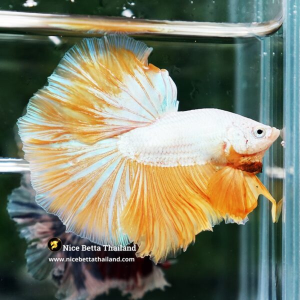 Betta Fish Dewdrop Gold Dragon OHM - Image 5