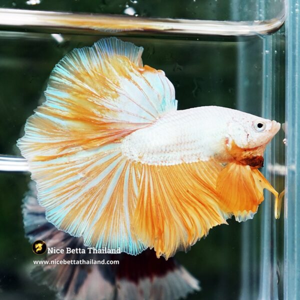 Betta Fish Dewdrop Gold Dragon OHM - Image 3