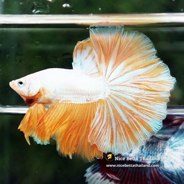 Betta Fish Dewdrop Gold Dragon OHM - Image 4