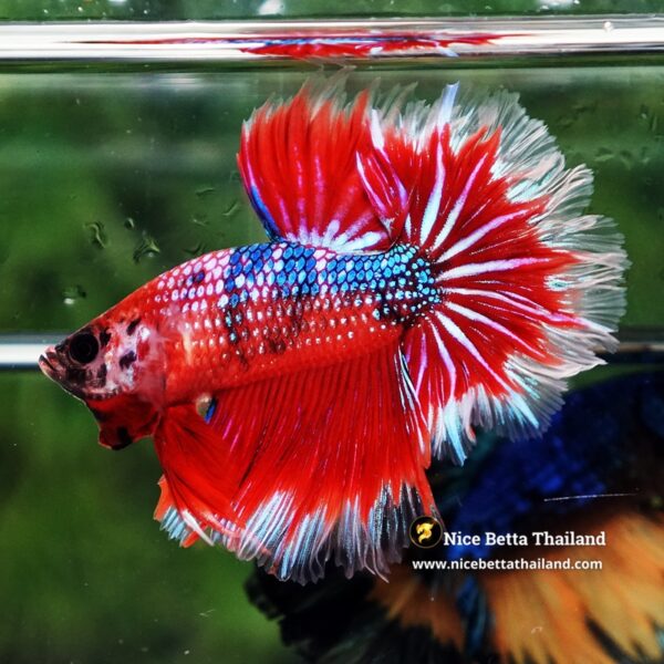 Betta fish Fire Flowers Galaxy Feathertail OHM - Image 6