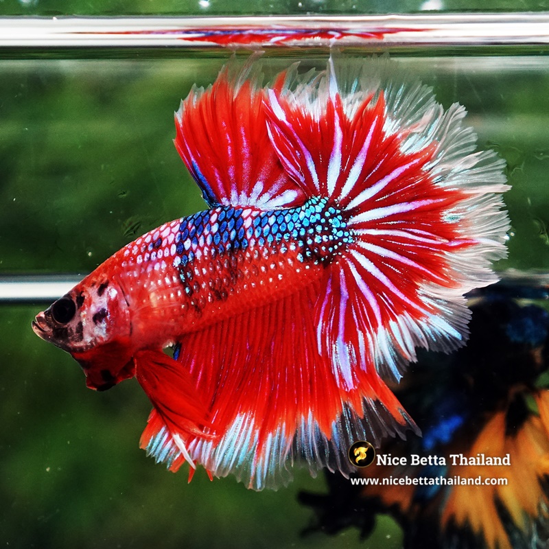 Betta fish Fire Flowers Galaxy Feathertail OHM