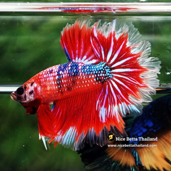 Betta fish Fire Flowers Galaxy Feathertail OHM - Image 4