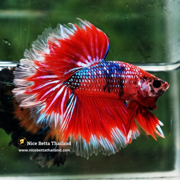 Betta fish Fire Flowers Galaxy Feathertail OHM - Image 5