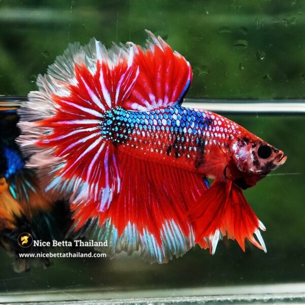 Betta fish Fire Flowers Galaxy Feathertail OHM - Image 3