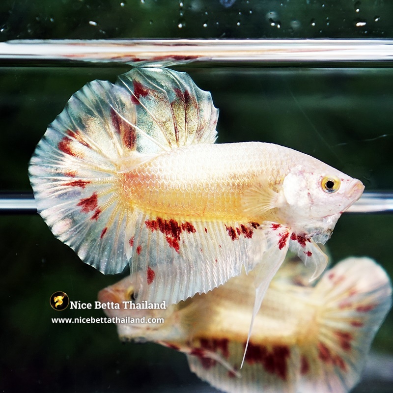 Betta Fish Golden Armageddon Meteor Storm HMPK