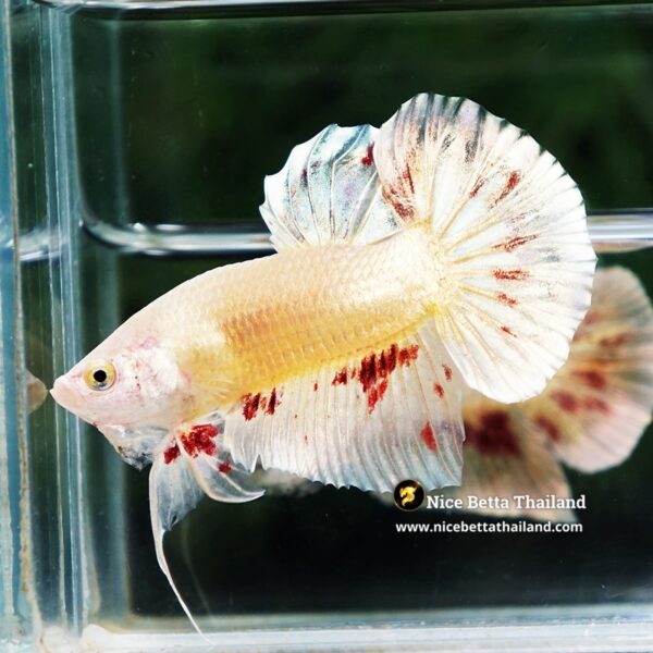 Betta Fish Golden Armageddon Meteor Storm HMPK - Image 3