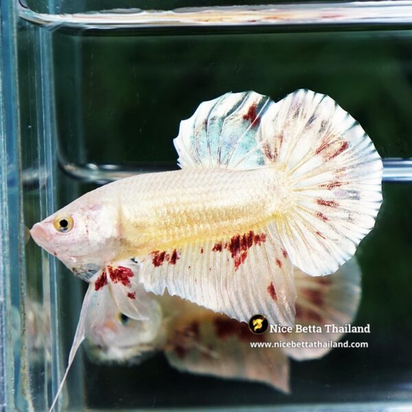 Betta Fish Golden Armageddon Meteor Storm HMPK - Image 4
