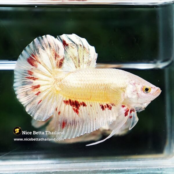 Betta Fish Golden Armageddon Meteor Storm HMPK - Image 5