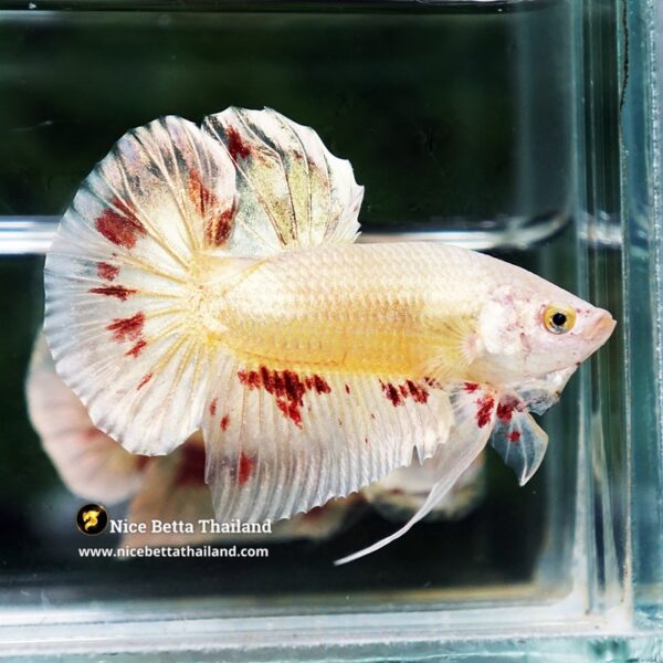 Betta Fish Golden Armageddon Meteor Storm HMPK - Image 6
