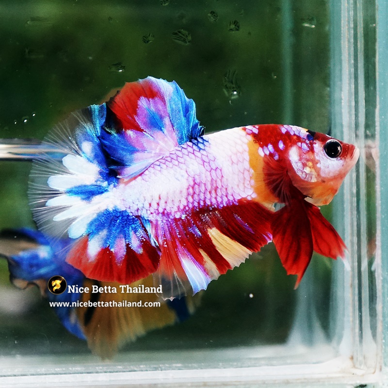 Betta Fish Multicolor Rainbow Siam Lollipop OHMPK