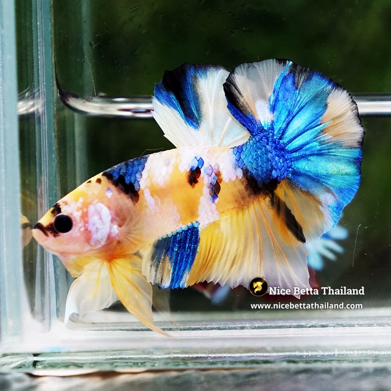 Betta Fish Erawan Dvaravati Glow OHMPK