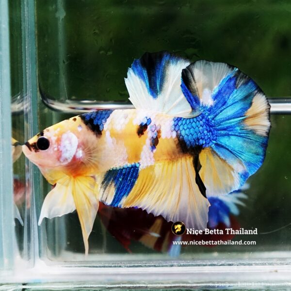 Betta Fish Erawan Dvaravati Glow OHMPK - Image 4
