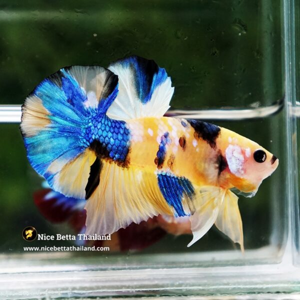 Betta Fish Erawan Dvaravati Glow OHMPK - Image 3
