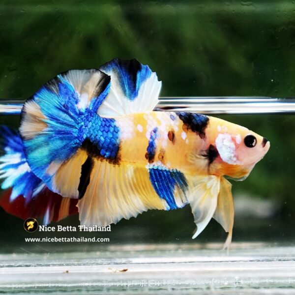 Betta Fish Erawan Dvaravati Glow OHMPK - Image 7