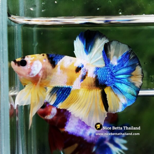 Betta Fish Erawan Dvaravati Glow OHMPK - Image 6