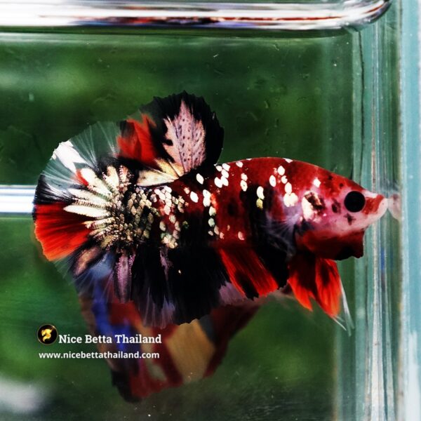 Betta Fish Siam Ruby Copper Koi OHMPK (Comp Grade) - Image 4