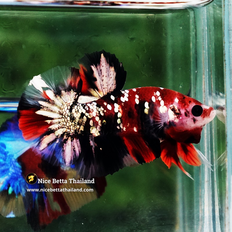Betta Fish Siam Ruby Copper Koi OHMPK (Comp Grade)