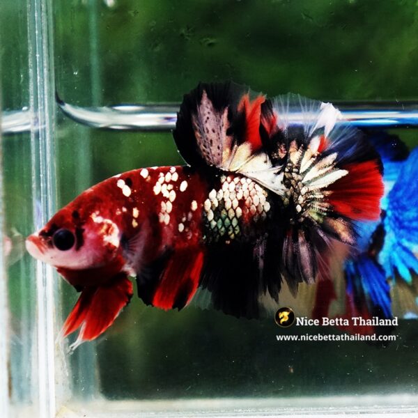 Betta Fish Siam Ruby Copper Koi OHMPK (Comp Grade) - Image 7