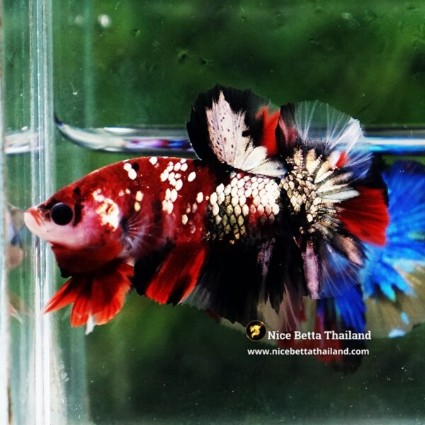 Betta Fish Siam Ruby Copper Koi OHMPK (Comp Grade) - Image 5