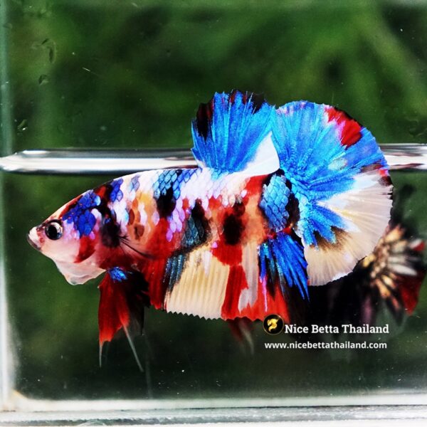 Betta Fish Siam Songkran Multicolors HMPK (Comp Grade) - Image 4