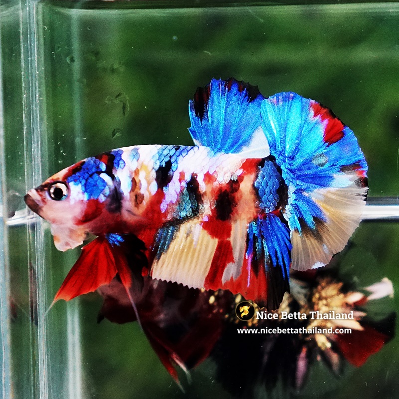 Betta Fish Siam Songkran Multicolors HMPK (Comp Grade)