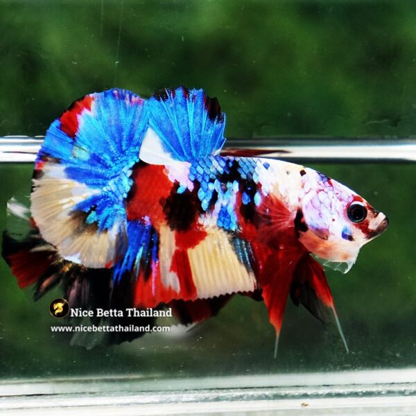 Betta Fish Siam Songkran Multicolors HMPK (Comp Grade) - Image 5
