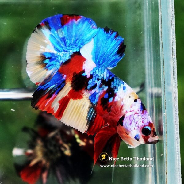 Betta Fish Siam Songkran Multicolors HMPK (Comp Grade) - Image 7