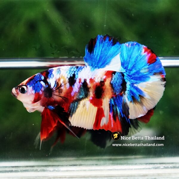 Betta Fish Siam Songkran Multicolors HMPK (Comp Grade) - Image 6