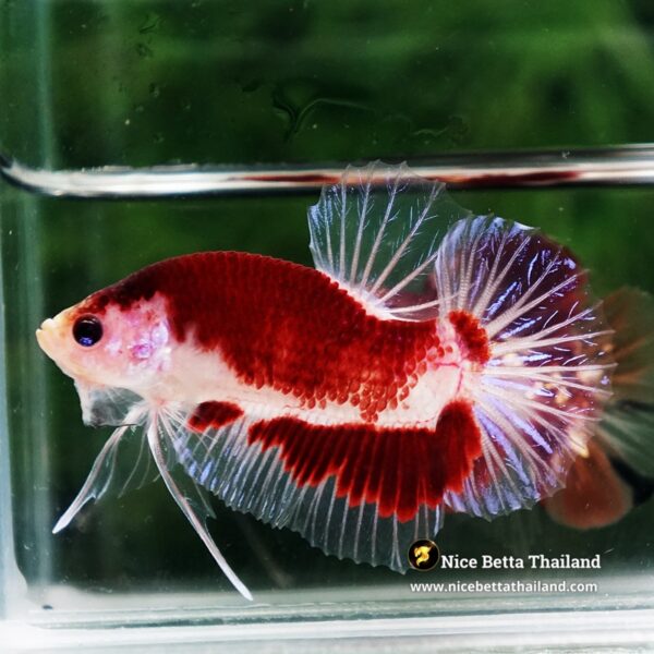 Betta Fish Red Sakura of Siam Tunjo Koi HMPK - Image 3