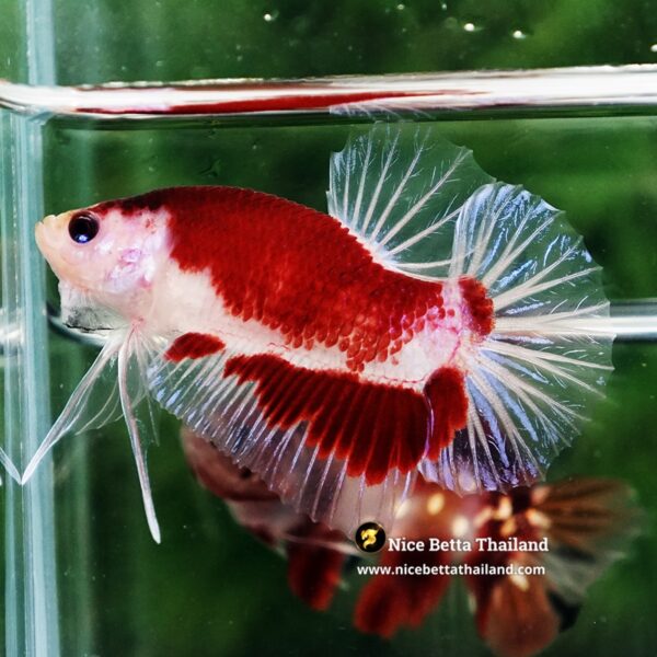 Betta Fish Red Sakura of Siam Tunjo Koi HMPK - Image 5