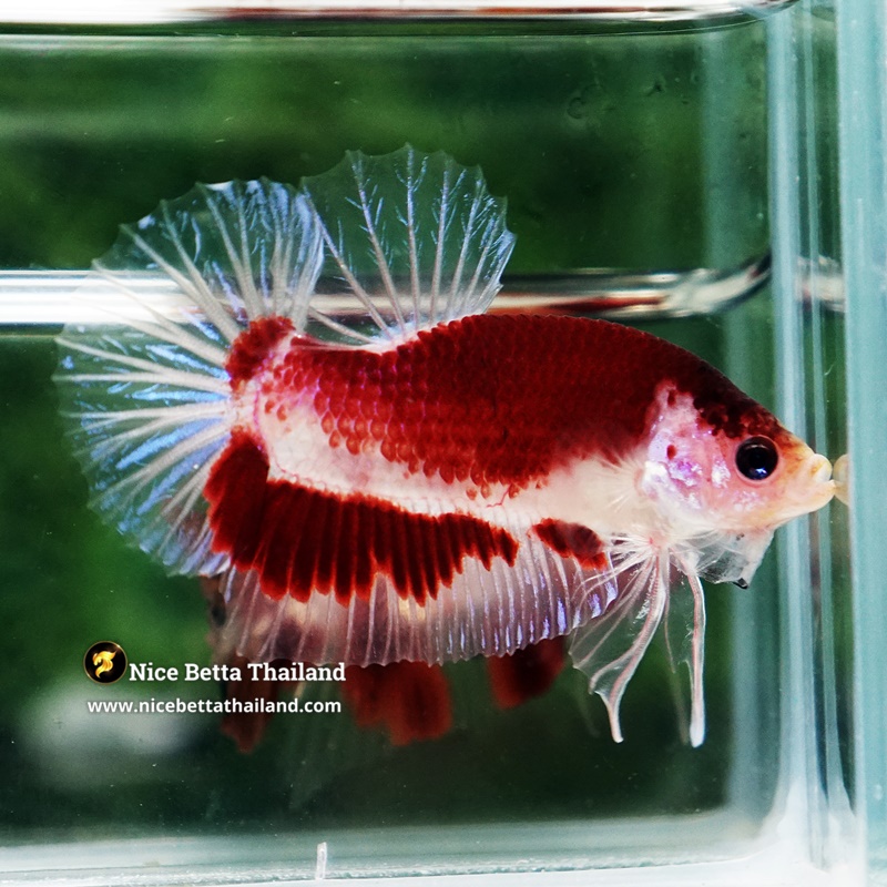 Betta Fish Red Sakura of Siam Tunjo Koi HMPK