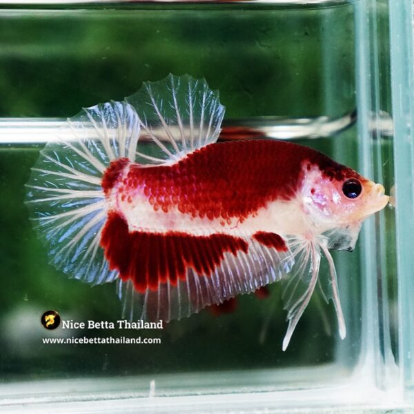 Betta Fish Red Sakura of Siam Tunjo Koi HMPK - Image 6