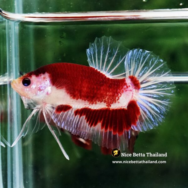 Betta Fish Red Sakura of Siam Tunjo Koi HMPK - Image 7