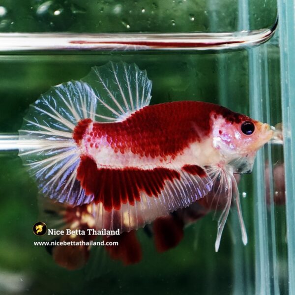 Betta Fish Red Sakura of Siam Tunjo Koi HMPK - Image 4