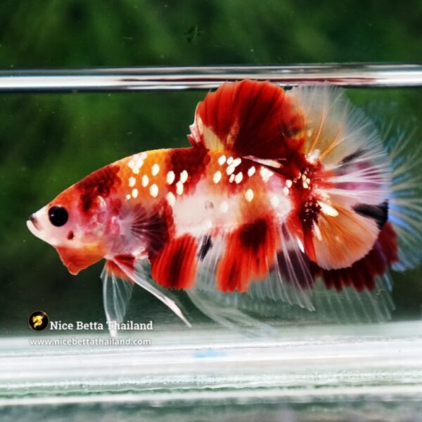 Betta Fish Chao Phraya Nemo Copper Star HMPK - Image 6