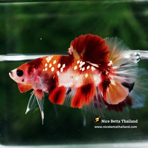 Betta Fish Chao Phraya Nemo Copper Star HMPK - Image 4