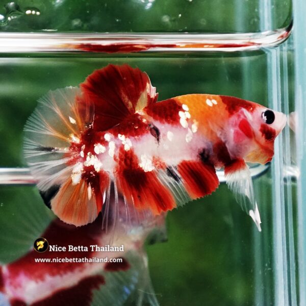 Betta Fish Chao Phraya Nemo Copper Star HMPK - Image 3