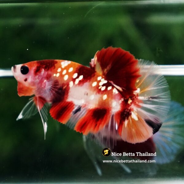 Betta Fish Chao Phraya Nemo Copper Star HMPK - Image 2