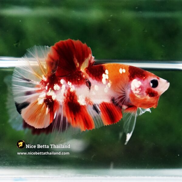 Betta Fish Chao Phraya Nemo Copper Star HMPK - Image 7