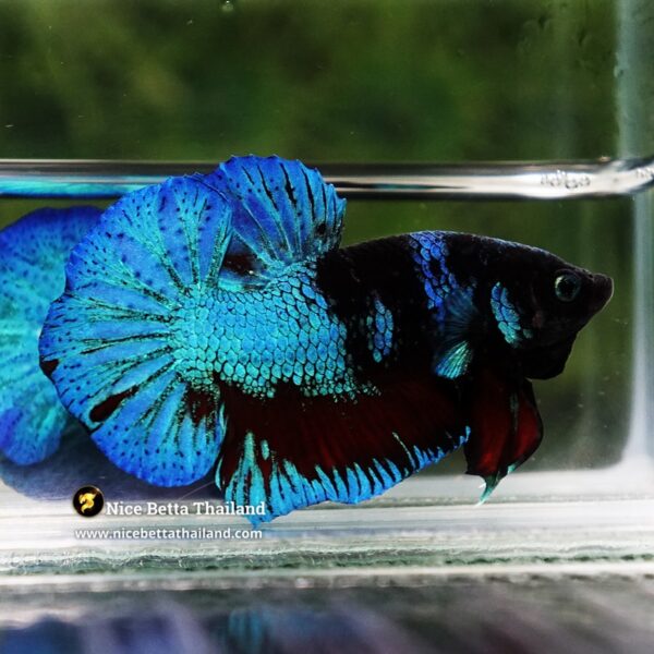 Betta Fish Dusit Midnight Merman HMPK - Image 5
