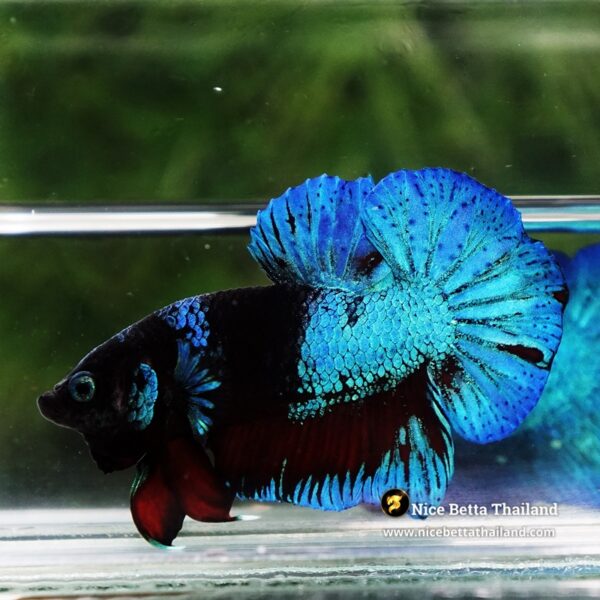 Betta Fish Dusit Midnight Merman HMPK - Image 7