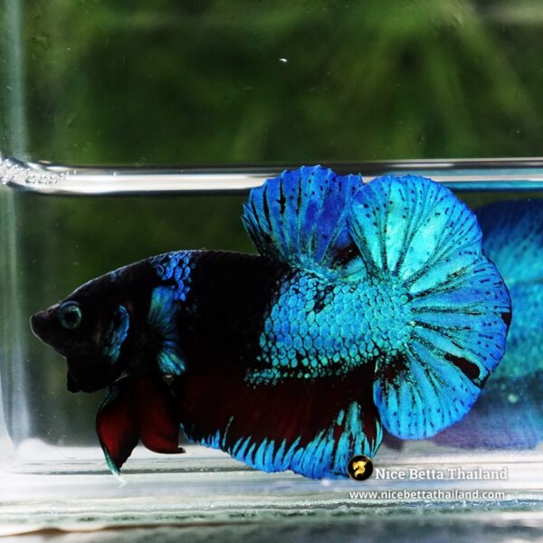 Betta Fish Dusit Midnight Merman HMPK - Image 6