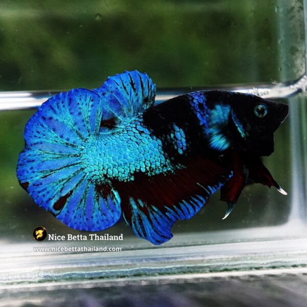 Betta Fish Dusit Midnight Merman HMPK - Image 3