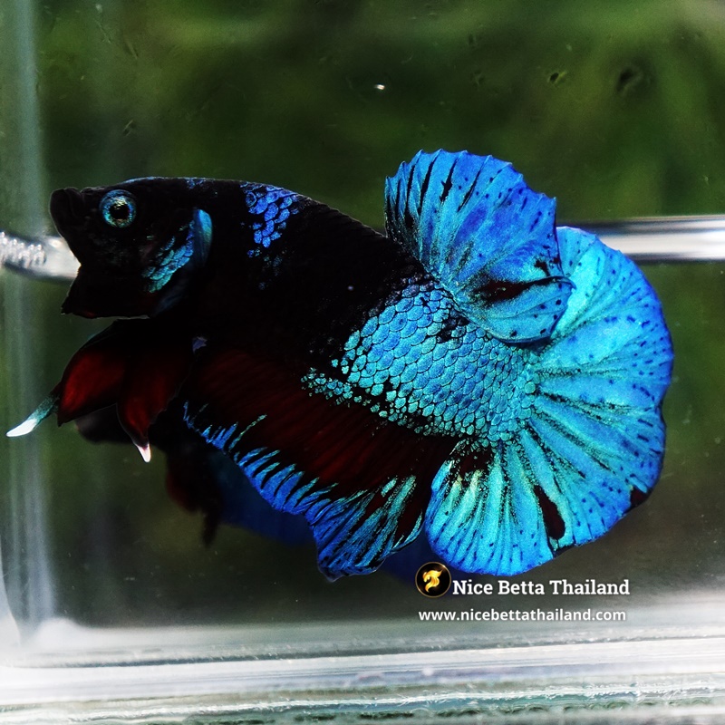 Betta Fish Dusit Midnight Merman HMPK